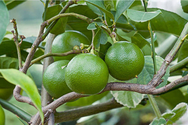 Baisfu plant light yellow powder Neohesperidin Dihydrochalcone – NHDC CAS: 20702-77-6 sweetening agent for food, cosmetics, flavor and fragrance