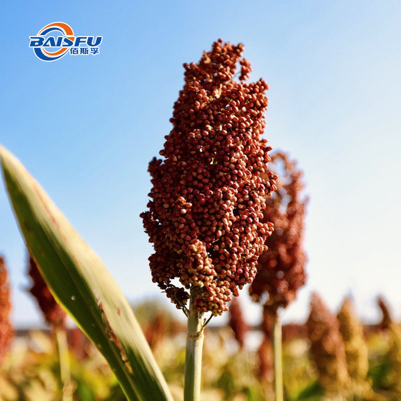 Natural Extract Food Coloring Sorghum Red Brown Powder For Drink And Snack
